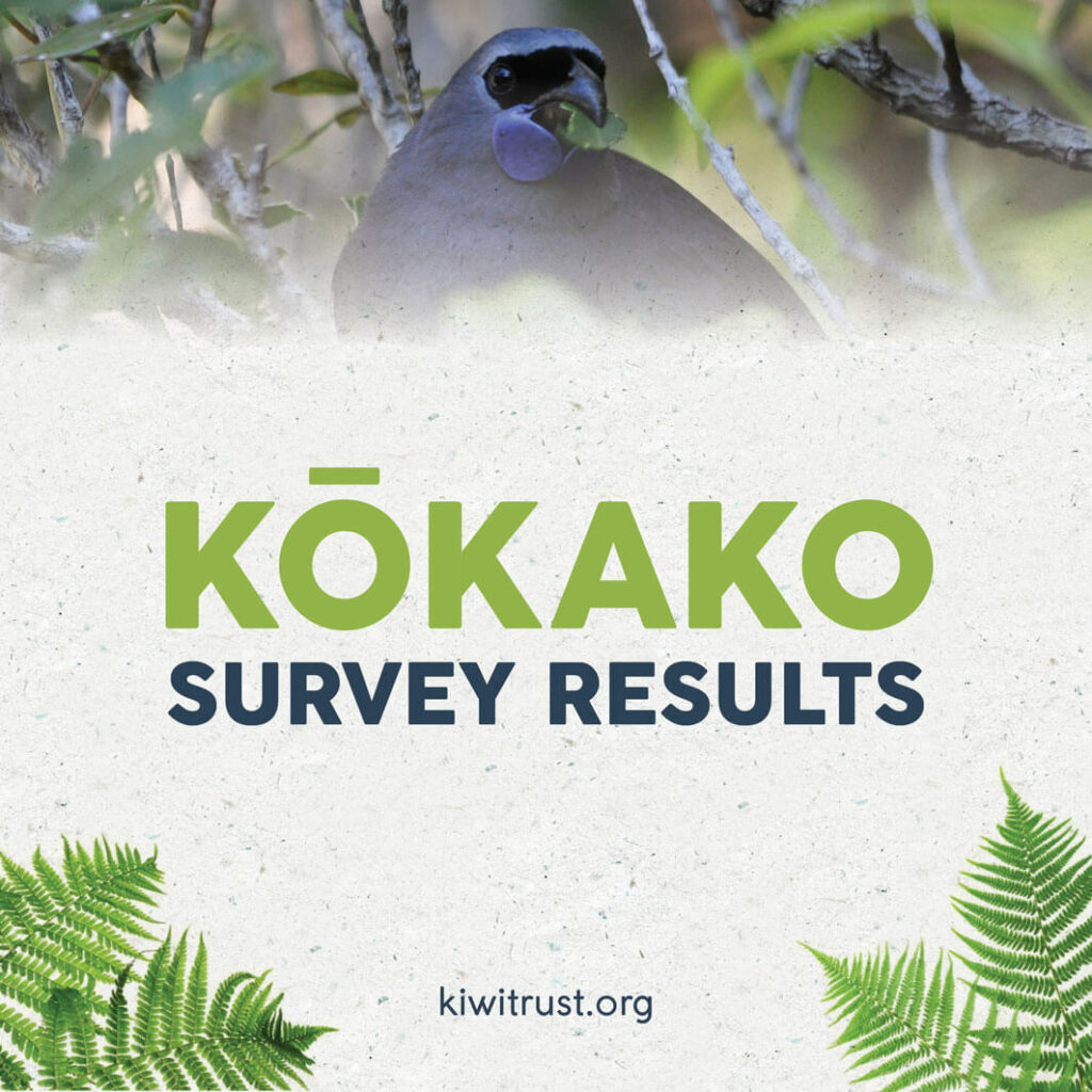 Kōkako survey results