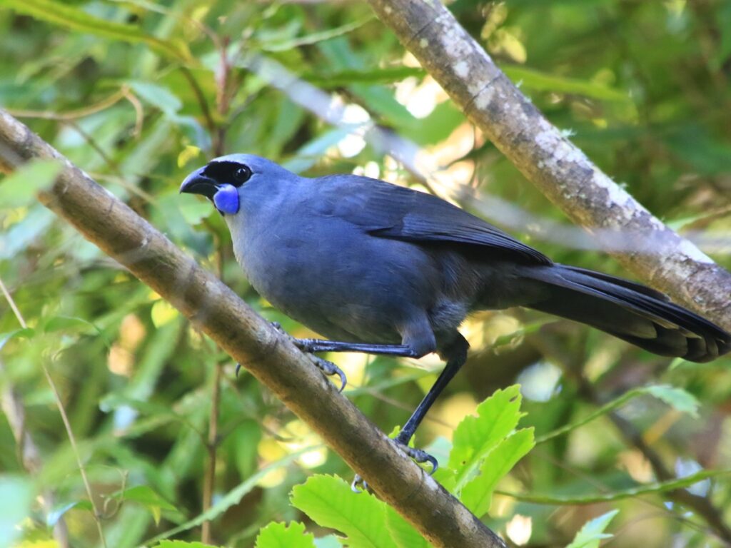 kokako