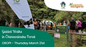 Guided Walks in Ōtanewainuku Forest